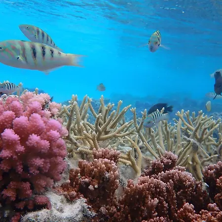 Conrad Bora Bora Nui-2