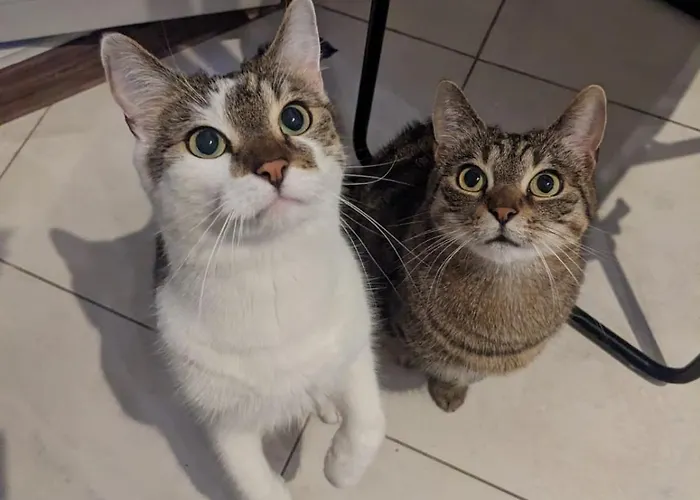 Herberg: Sweet Home & Sweet Cats & Fast Internet