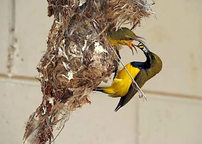 Motels Sunbird